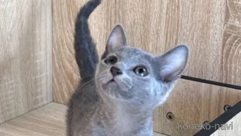 猫 ブリーダー 大阪 でロシアンブルーを迎える前に:知っておきたいこと