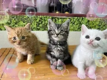 猫 ブリーダー 大阪 のブリーダーに確認すべきポイント