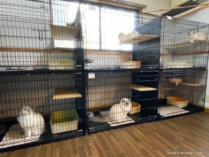 猫 ブリーダー 家って実際どんな場所?