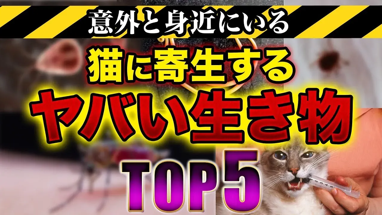 猫 ブリーダー 寄生 虫、なぜ子猫に見られる?