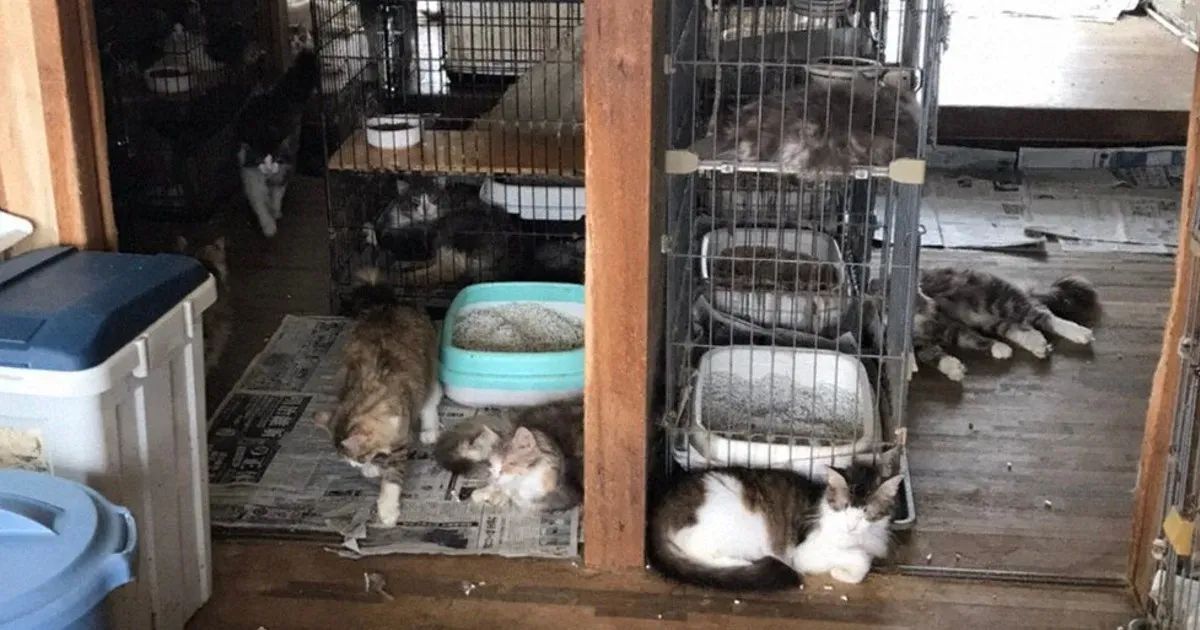 猫 ブリーダー 廃業、その時何が起きる？