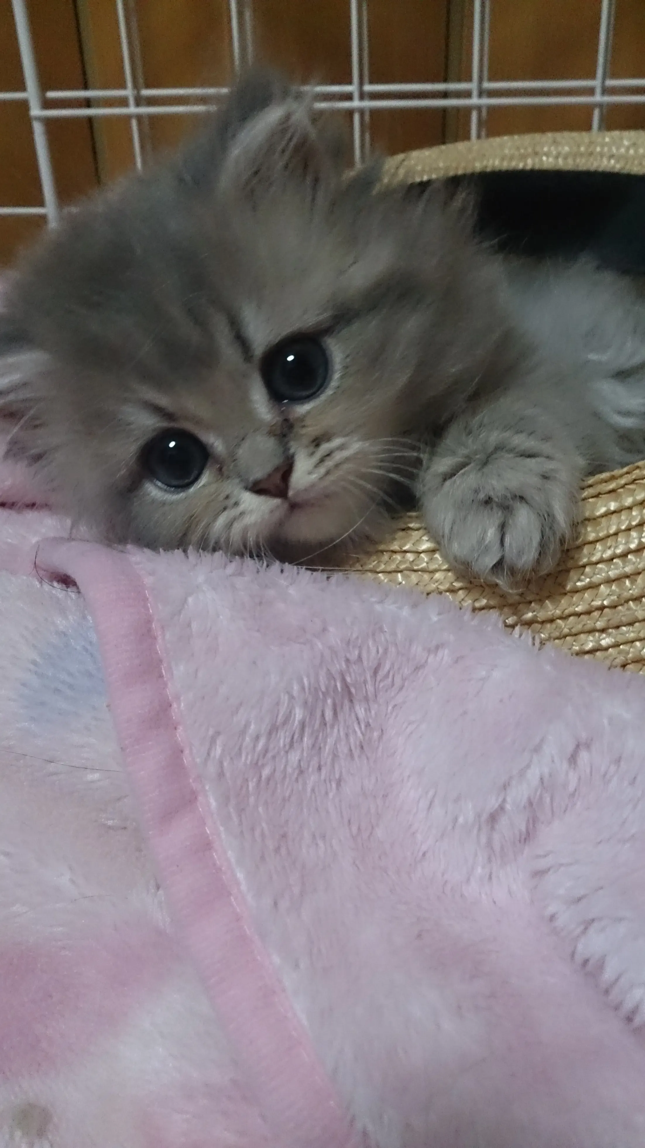 猫 ブリーダー 愛知県を選ぶメリット