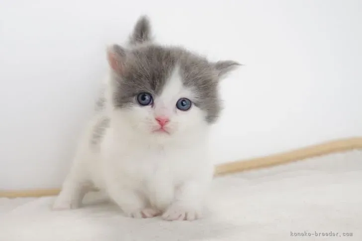 猫 ブリーダー 星野さんってどんな人?信頼できるブリーダーの選び方