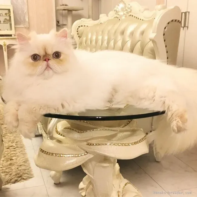 猫 ブリーダー 浜松の猫舎から迎えた後の安心サポート