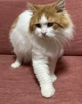 猫 ブリーダー 熊本を訪問する際のチェックリスト