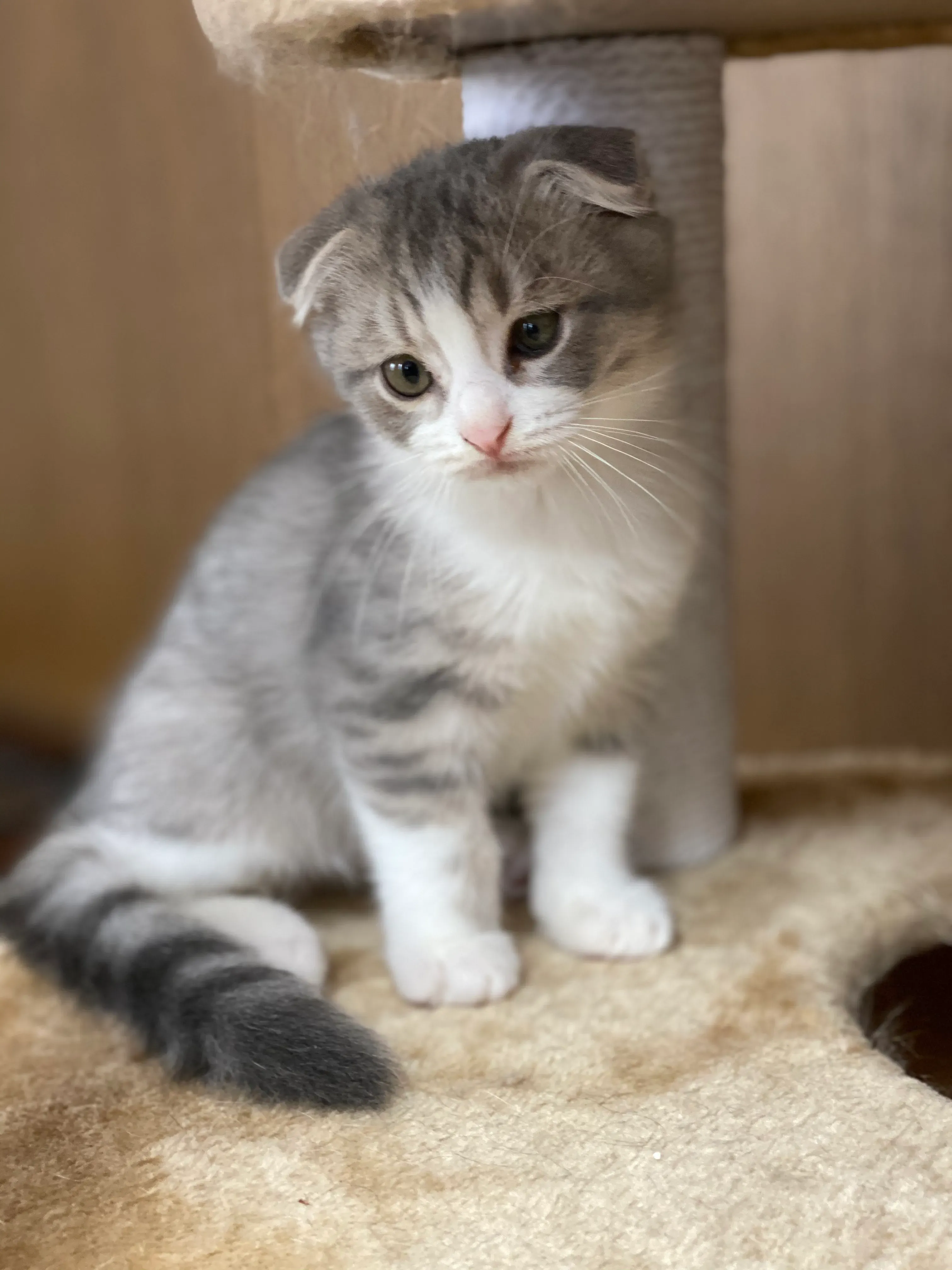猫 ブリーダー 神奈川 スコティッシュの探し方