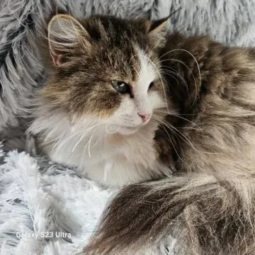 猫 ブリーダー 神奈川 成 猫との新しい生活:準備と心構え