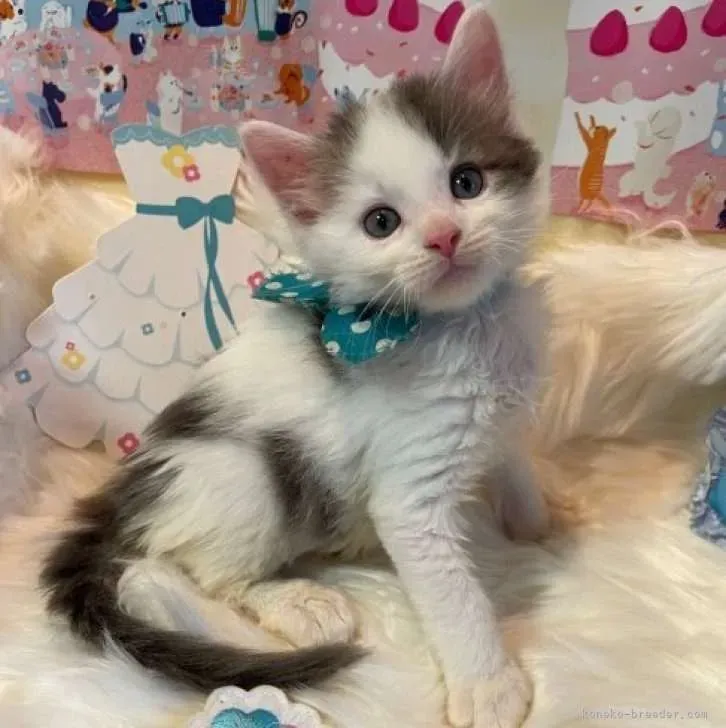 猫 ブリーダー 神奈川 成 猫を迎える前に確認したいこと