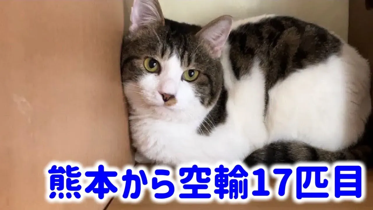 猫 ブリーダー 空輸:遠方から子猫を迎える方法の選択肢
