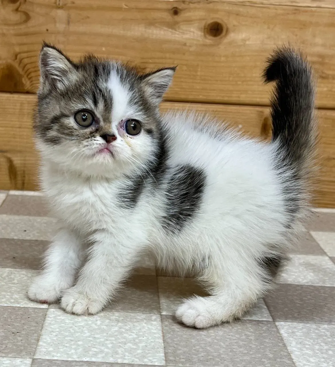 猫 ブリーダー 販売とは?ペットショップとの違いを理解する