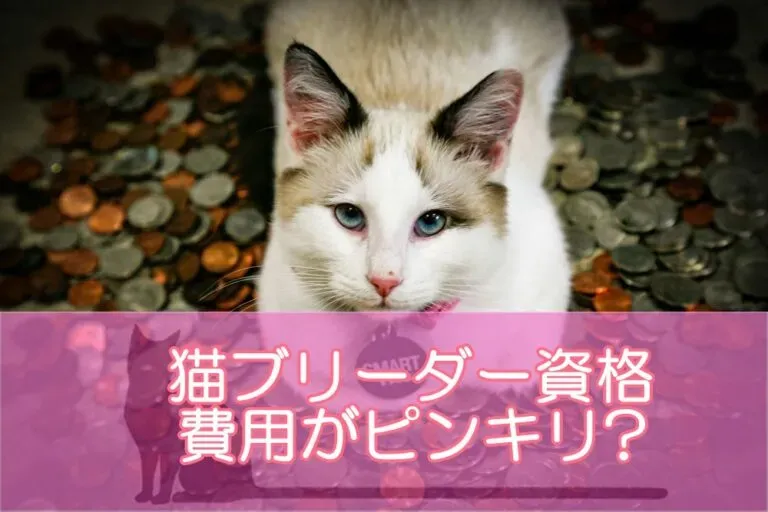 猫 ブリーダー 費用、相場ってどれくらい?内訳を徹底解説