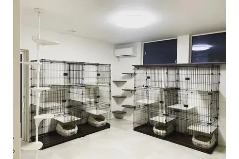 猫 ブリーダー 部屋とは?子猫が初めて世界を知る場所