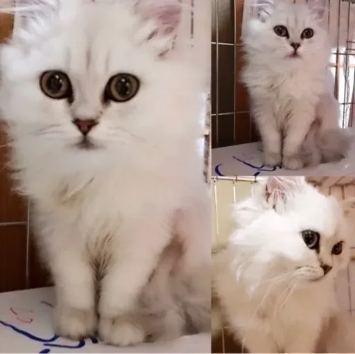 猫 ブリーダー 里親募集とは?知っておきたい基本