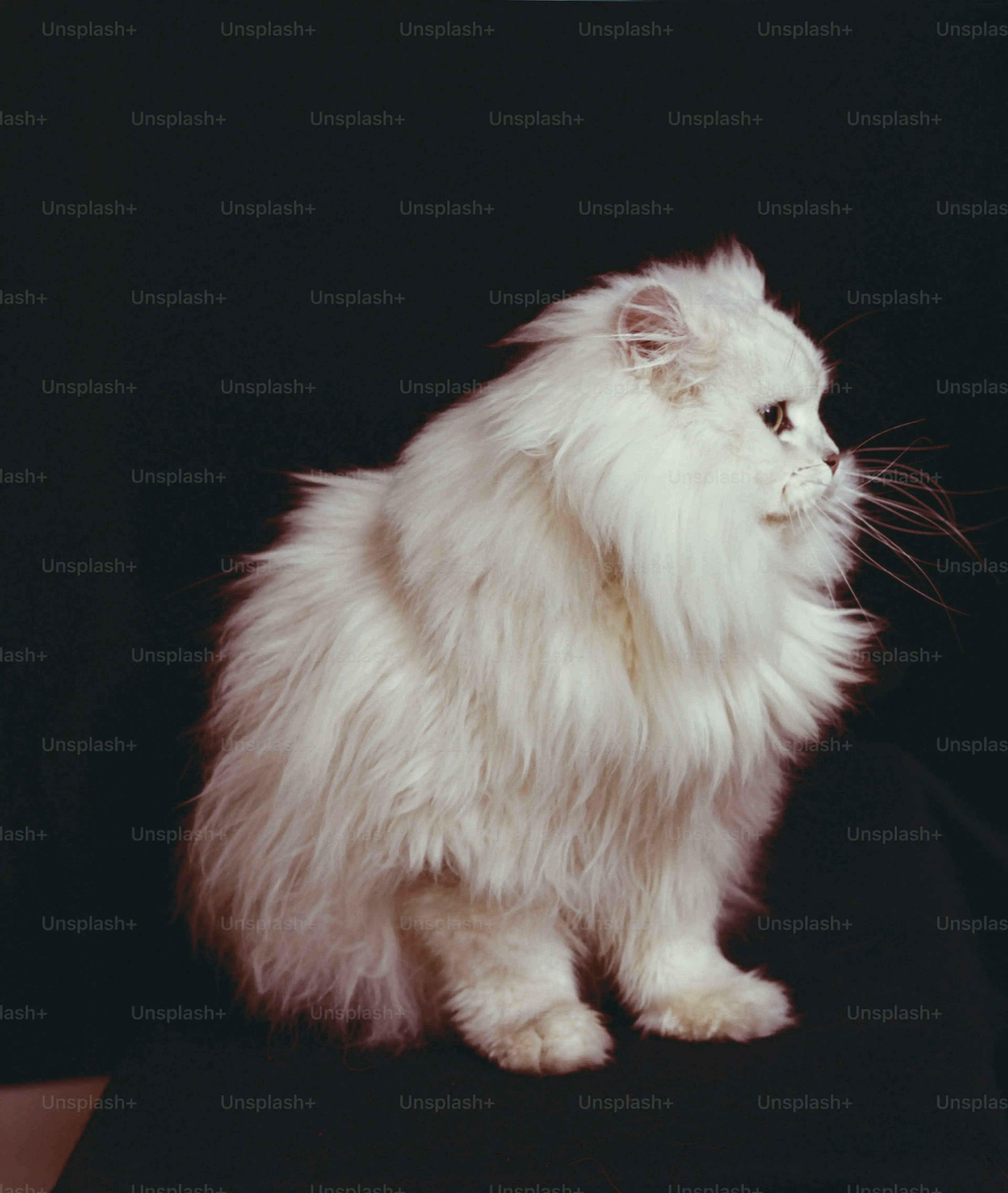 猫 ブリーダーから白猫を迎えるメリットと注意点