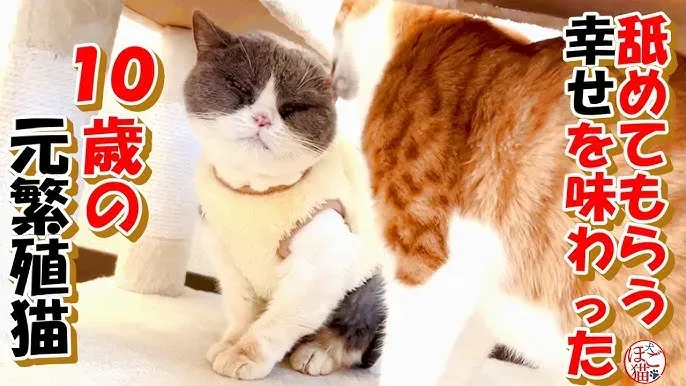 猫 ブリーダーから迎えるって実際どうなの?
