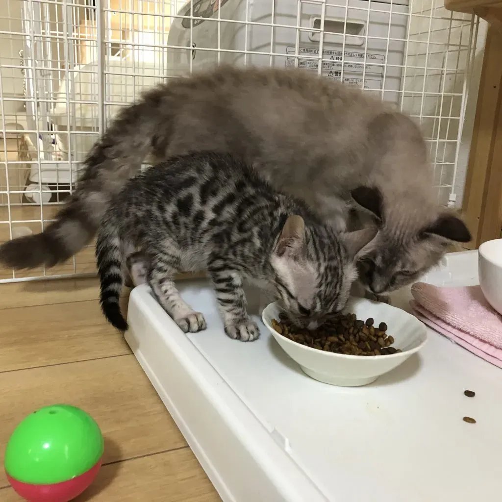 猫 ブリーダーが知る「食べられる」食事の真実