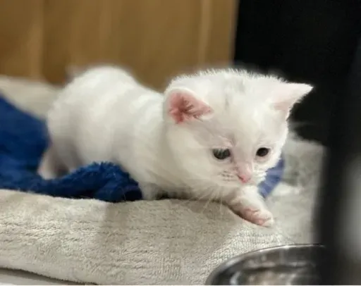 猫 ブリーダーとは？信頼できるブリーダーを見つけるための視点