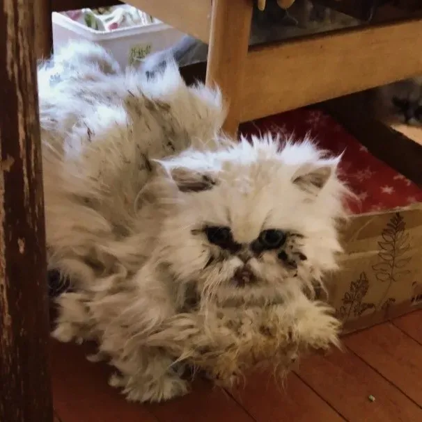 猫 ブリーダー崩壊を防ぐために:私たち一人ひとりにできる支援