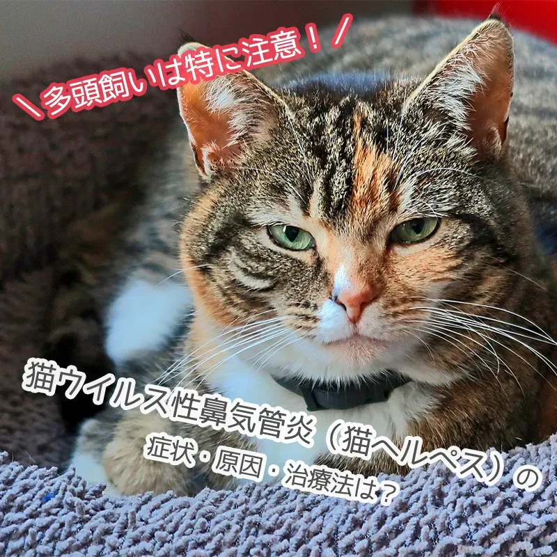 猫 ヘルペス ブリーダーからの迎え入れの現実