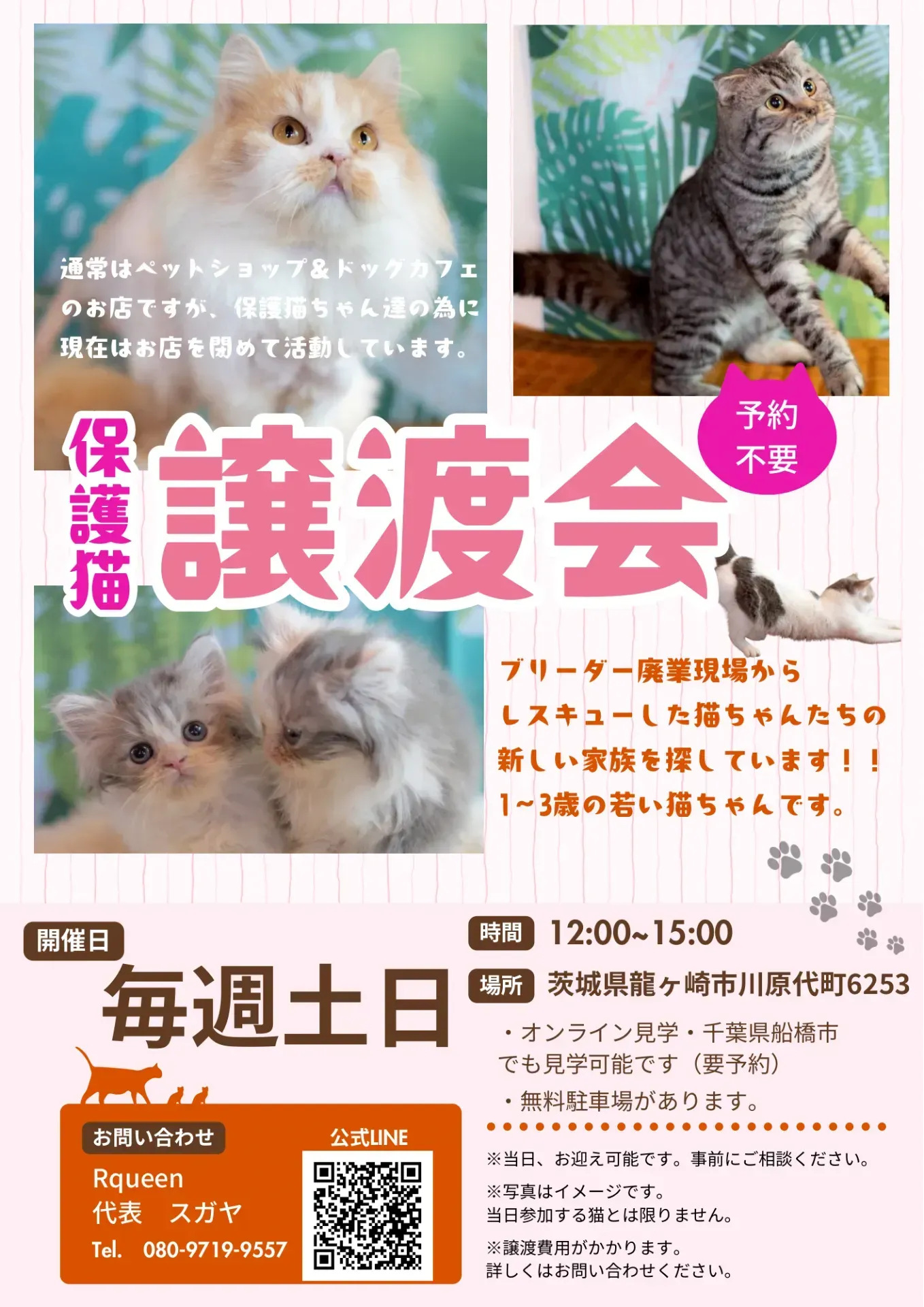 猫との生活、船橋市で必要な手続きとは