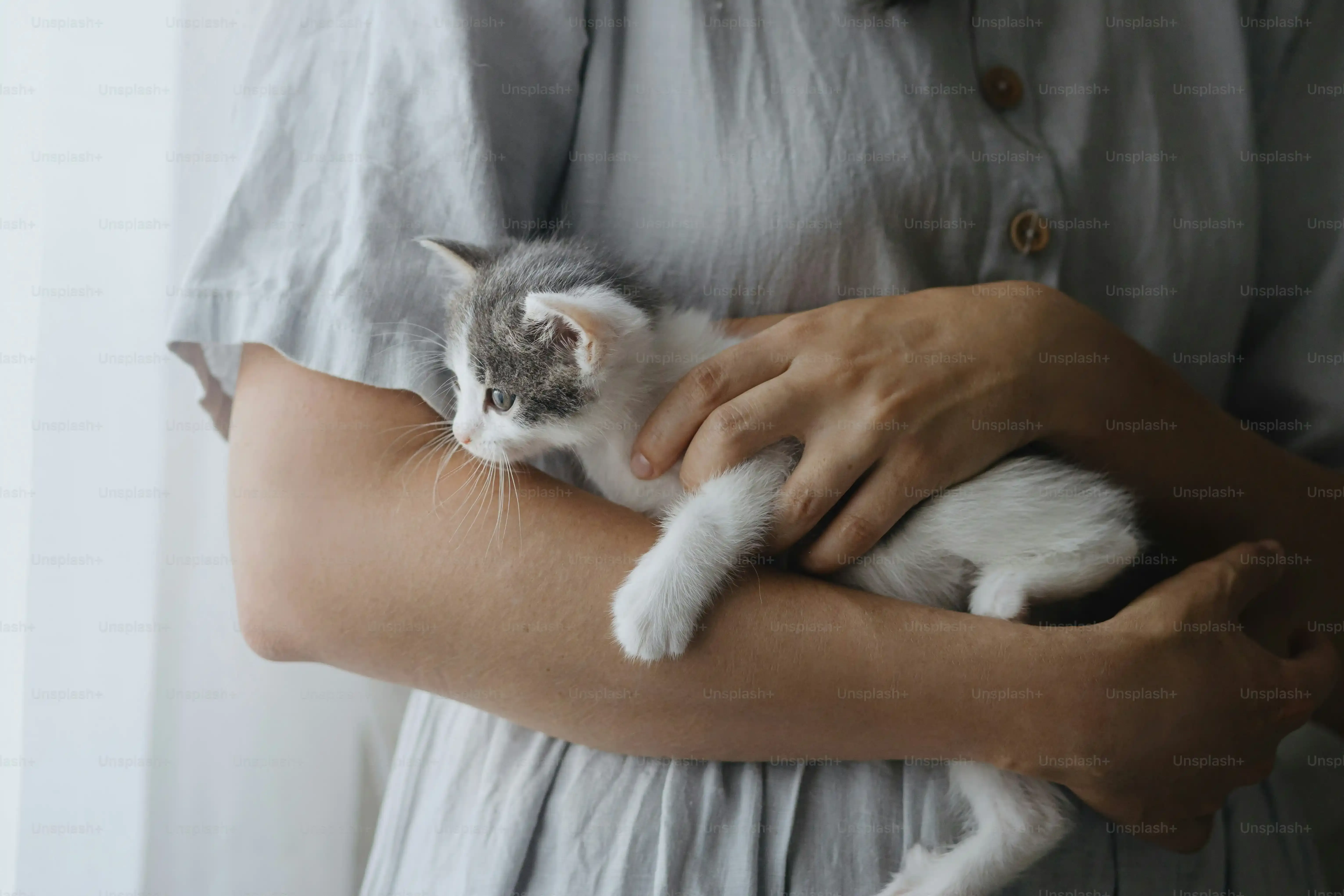猫のビデオブログがもたらす癒やしと繋がり