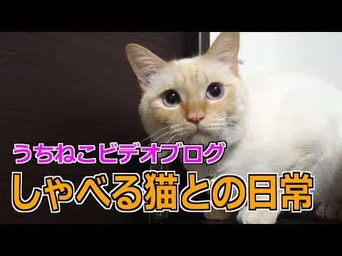猫のビデオブログを見る理由、作る理由