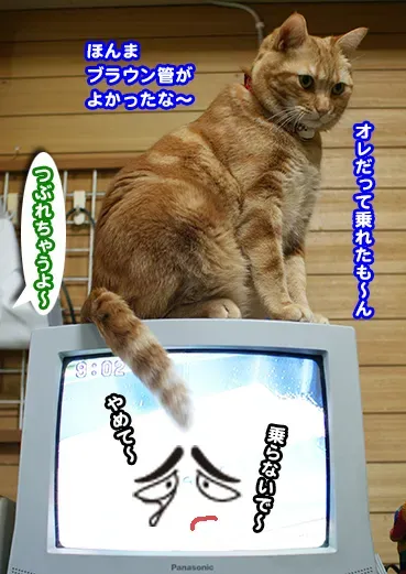 猫のビデオブログ運営で困ったら?よくある悩みと解決策