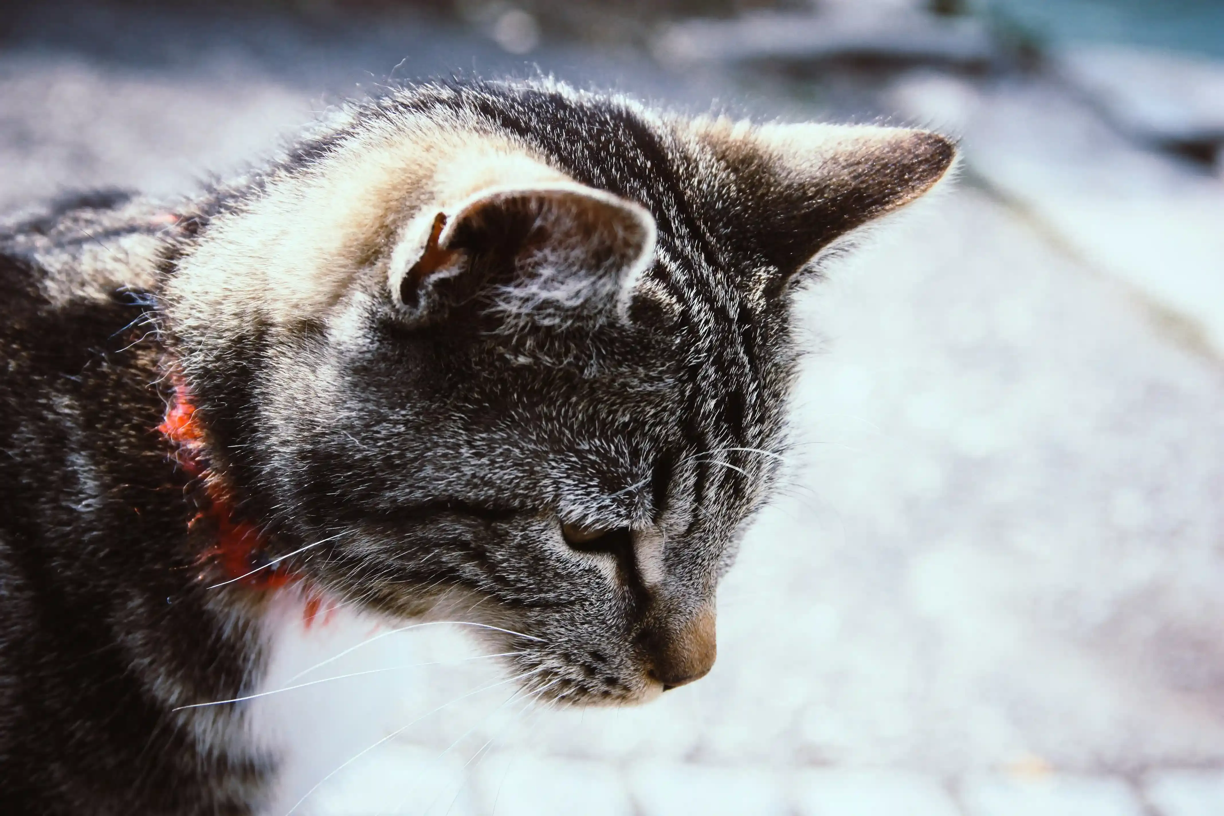 猫の先天性疾患とブリーダー保証、契約書の確認ポイント
