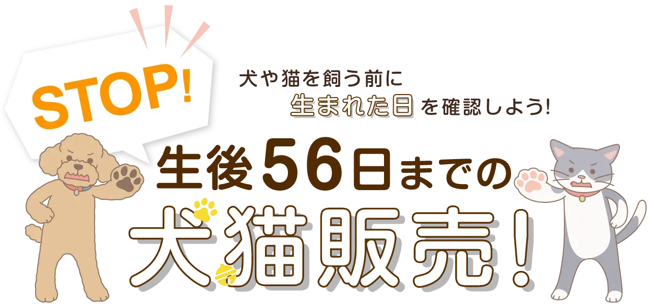 猫の飼養環境と健康管理:法律で定められた基準