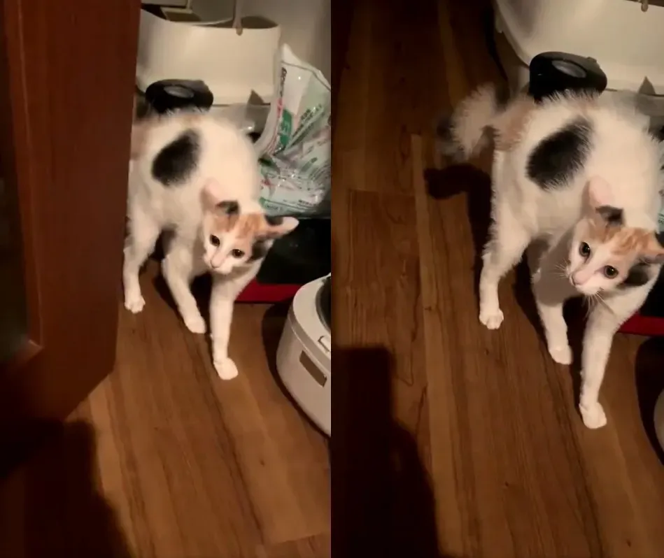 猫は顔で人を認識できるのか?「猫 誰だ」の視覚