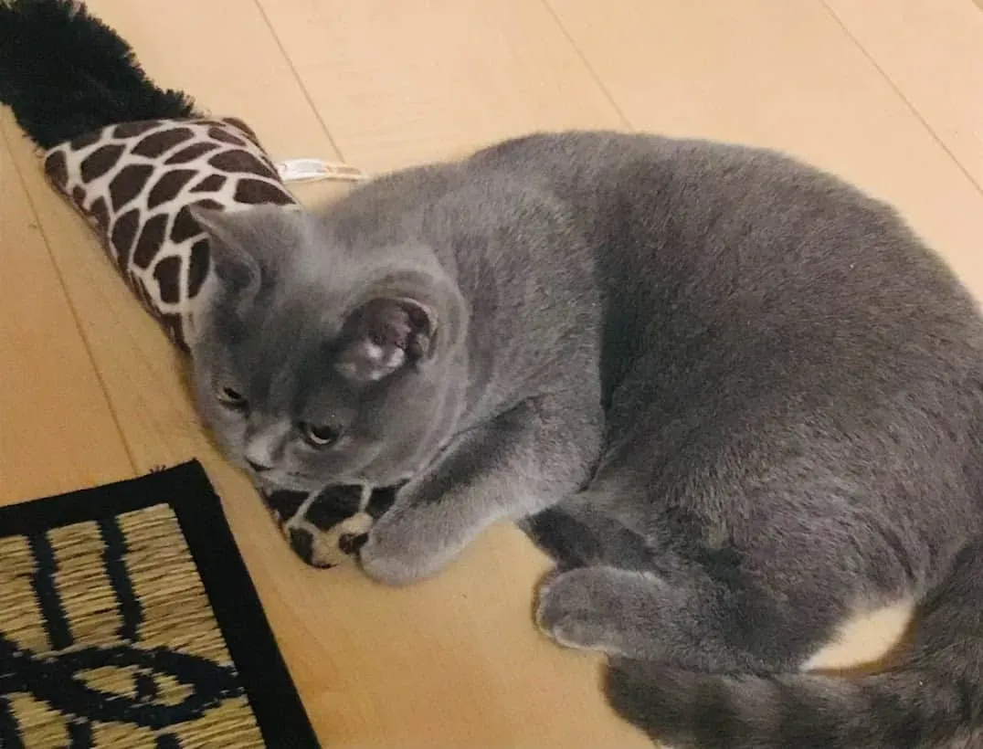 猫をブリーダーから迎えるってどんな感じ?