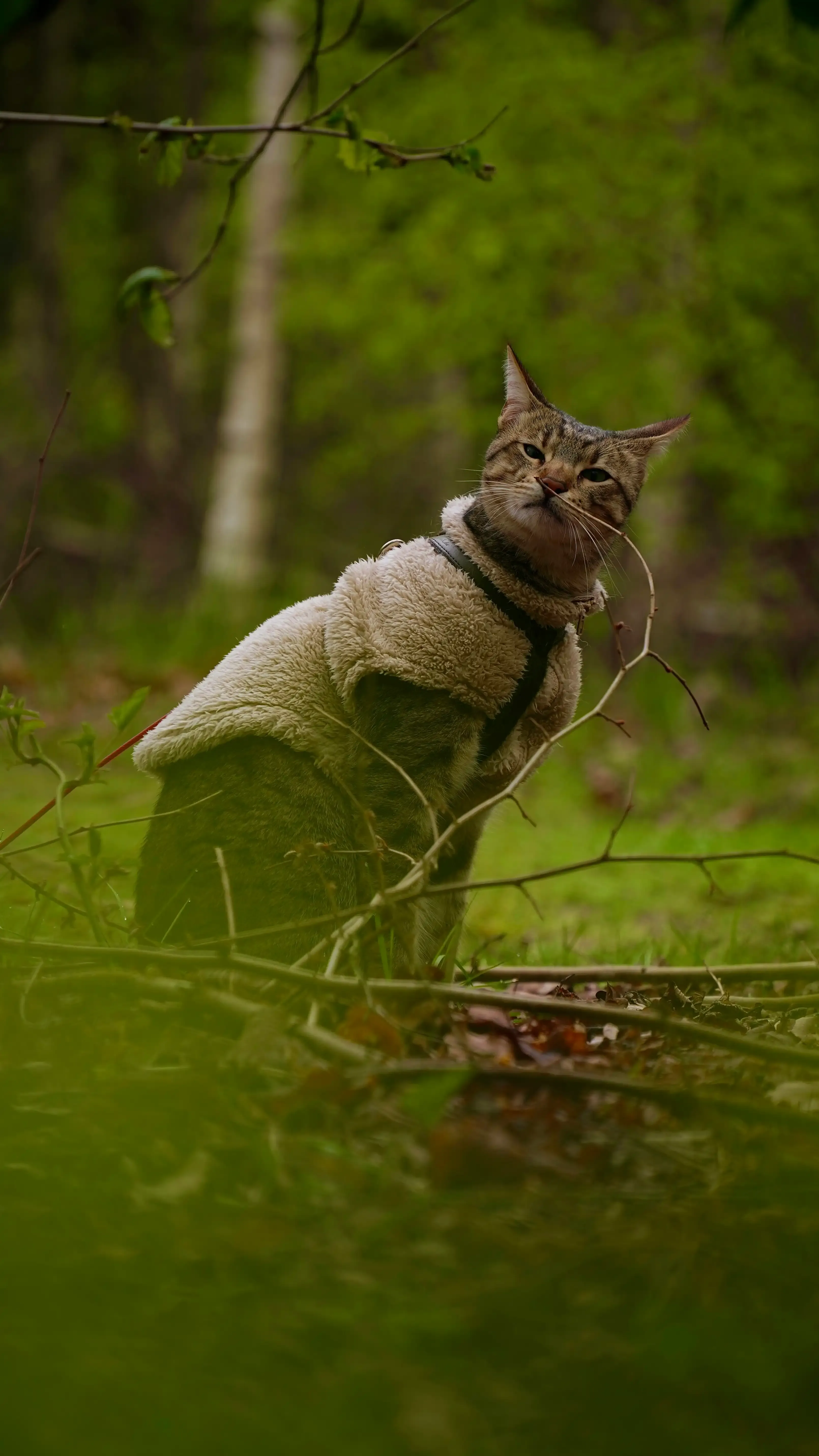 猫を家族に迎える前に考えるべきこと:責任と覚悟
