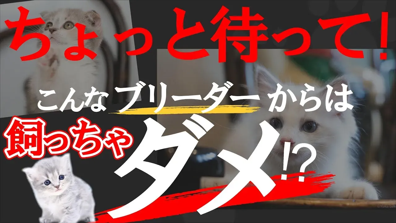 猫を迎えるならブリーダー?知っておきたい基礎知識