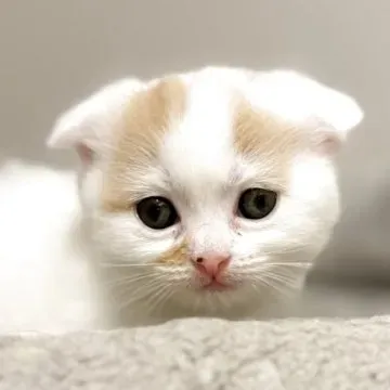 猫を迎える準備:環境と心構え
