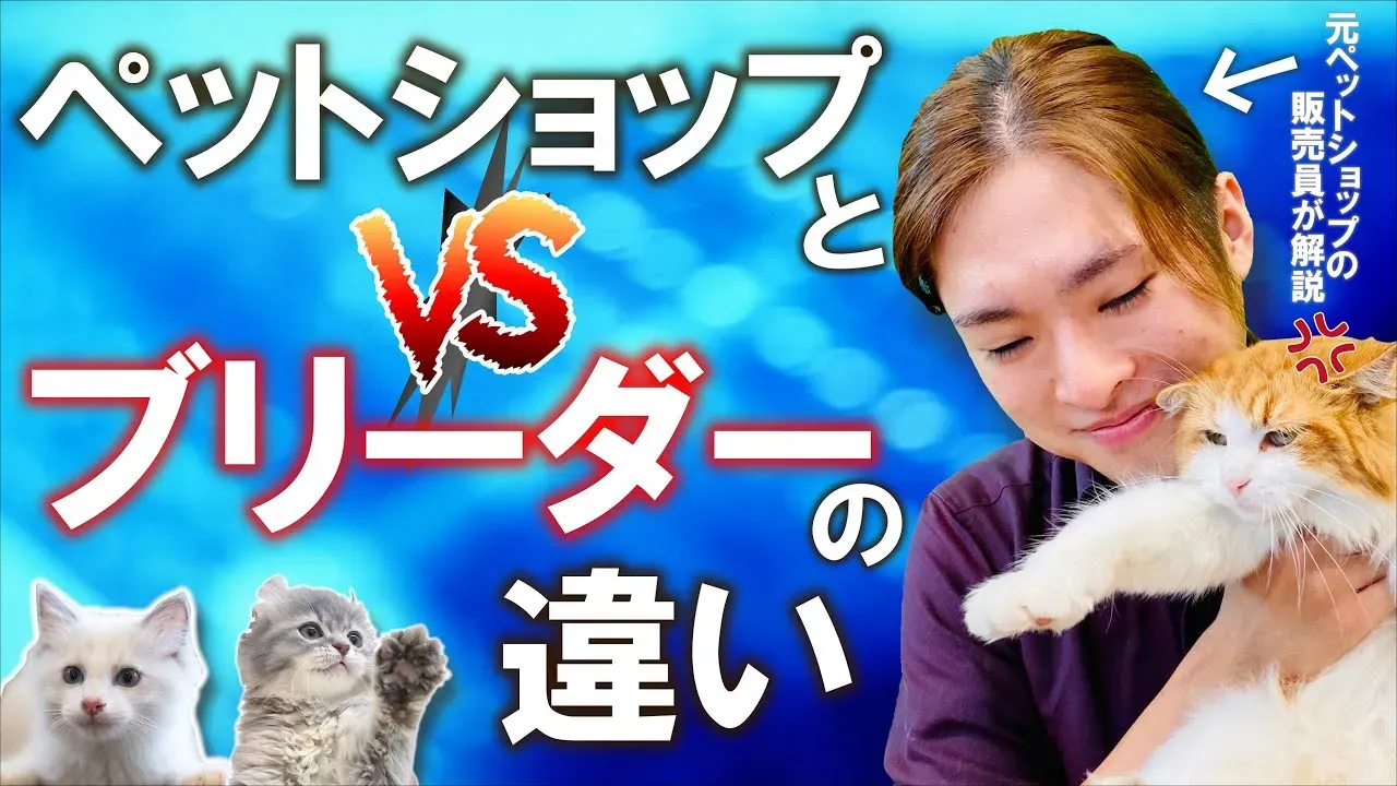 猫を飼うならブリーダー？メリット・デメリットをぶっちゃけ解説