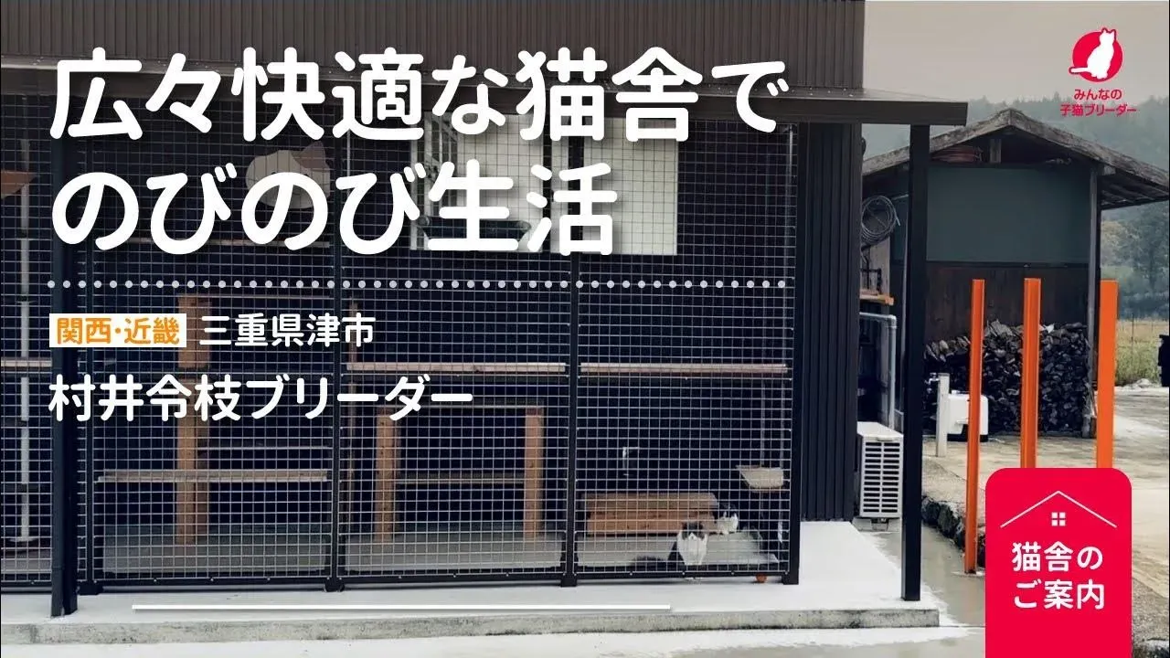 猫ブリーダー 村井さんが語る、健康で安心な子猫を育てる秘訣