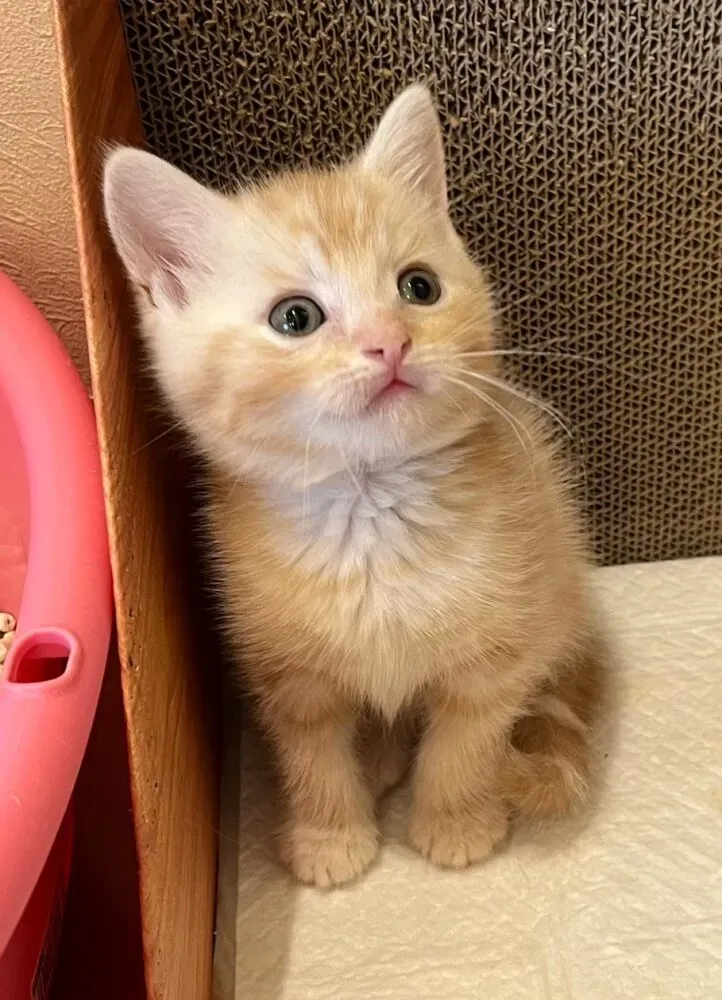 猫ブリーダー 郡山:健康な子猫を見分ける秘訣