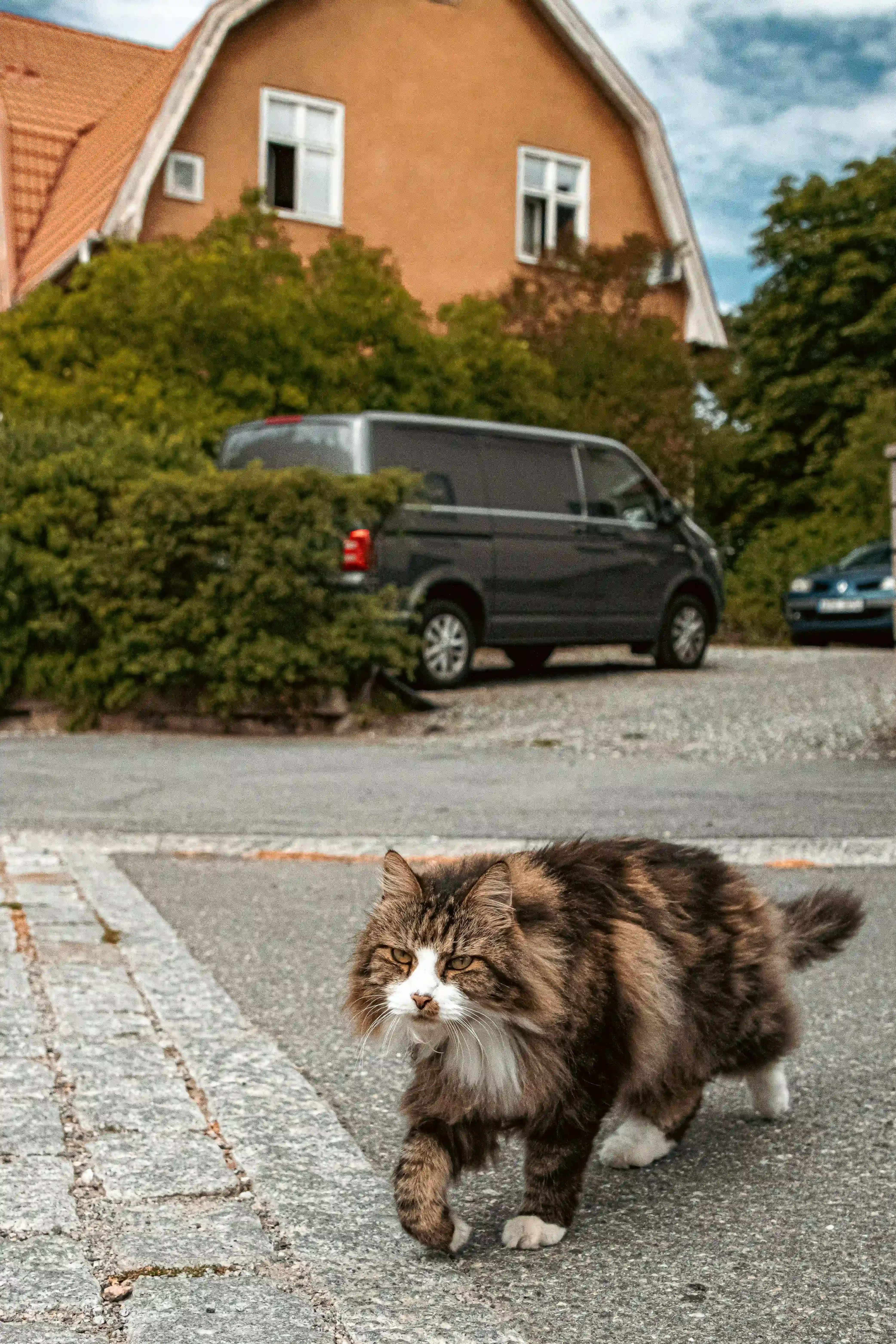 猫ブリーダーからノルウェージャンフォレストキャットを迎える準備と費用