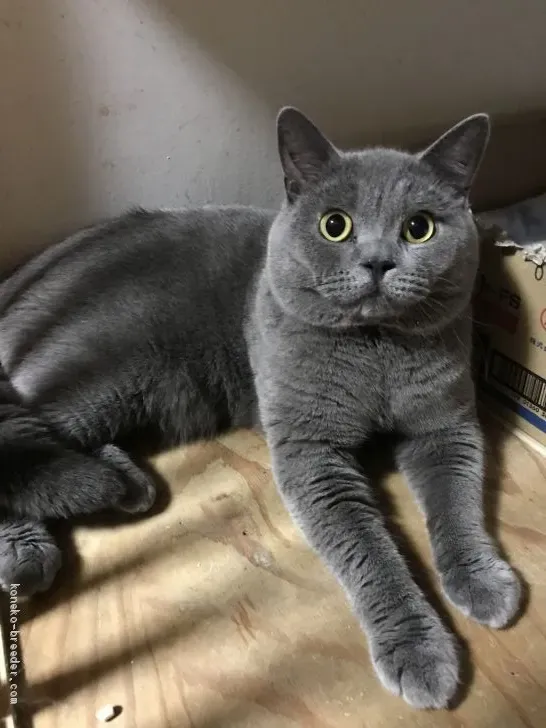 猫ブリーダーからブリティッシュショートヘアの子猫を迎える流れ