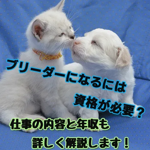 猫ブリーダーってどんな仕事？