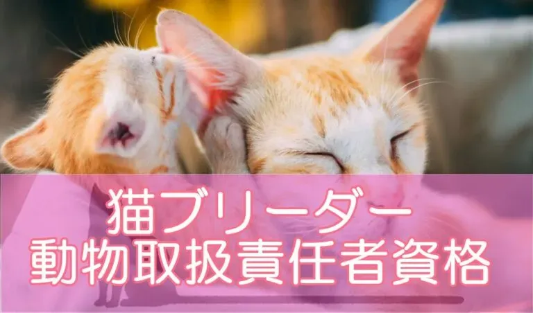 猫ブリーダーに関わる動物愛護管理法とは?
