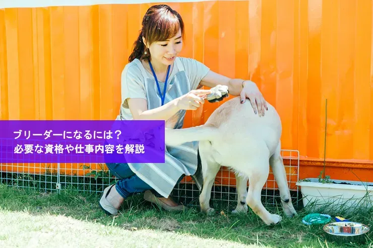 猫ブリーダーの仕事のリアル:日々のケアと責任