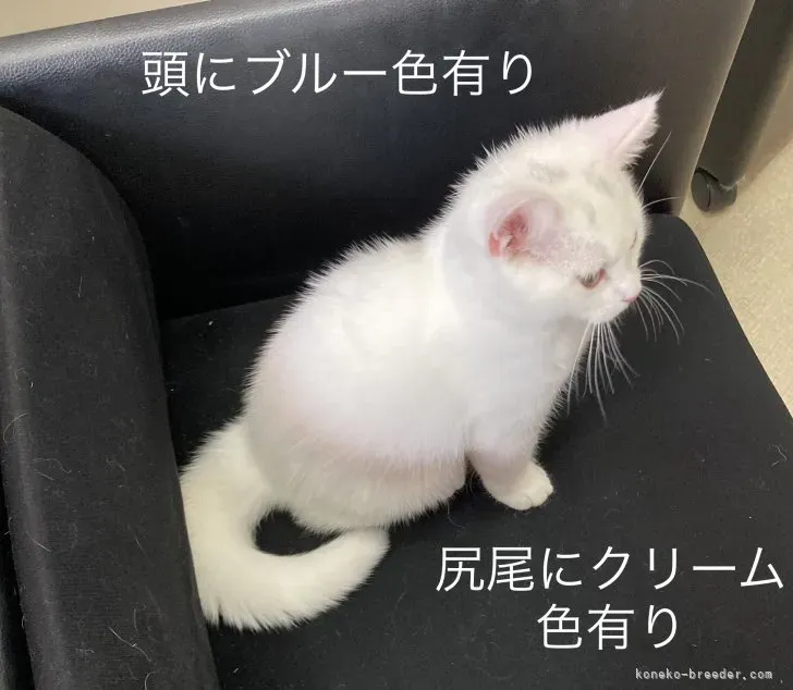 猫ブリーダーブログの向こう側:日々の苦労と喜び