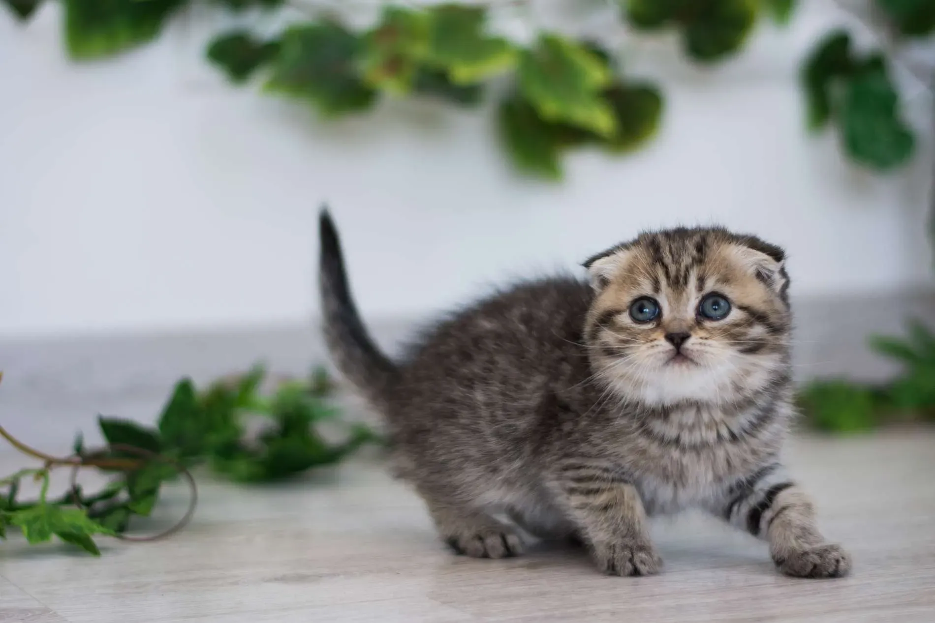 猫ブリーダーホームページから始まる、新しい家族との出会い