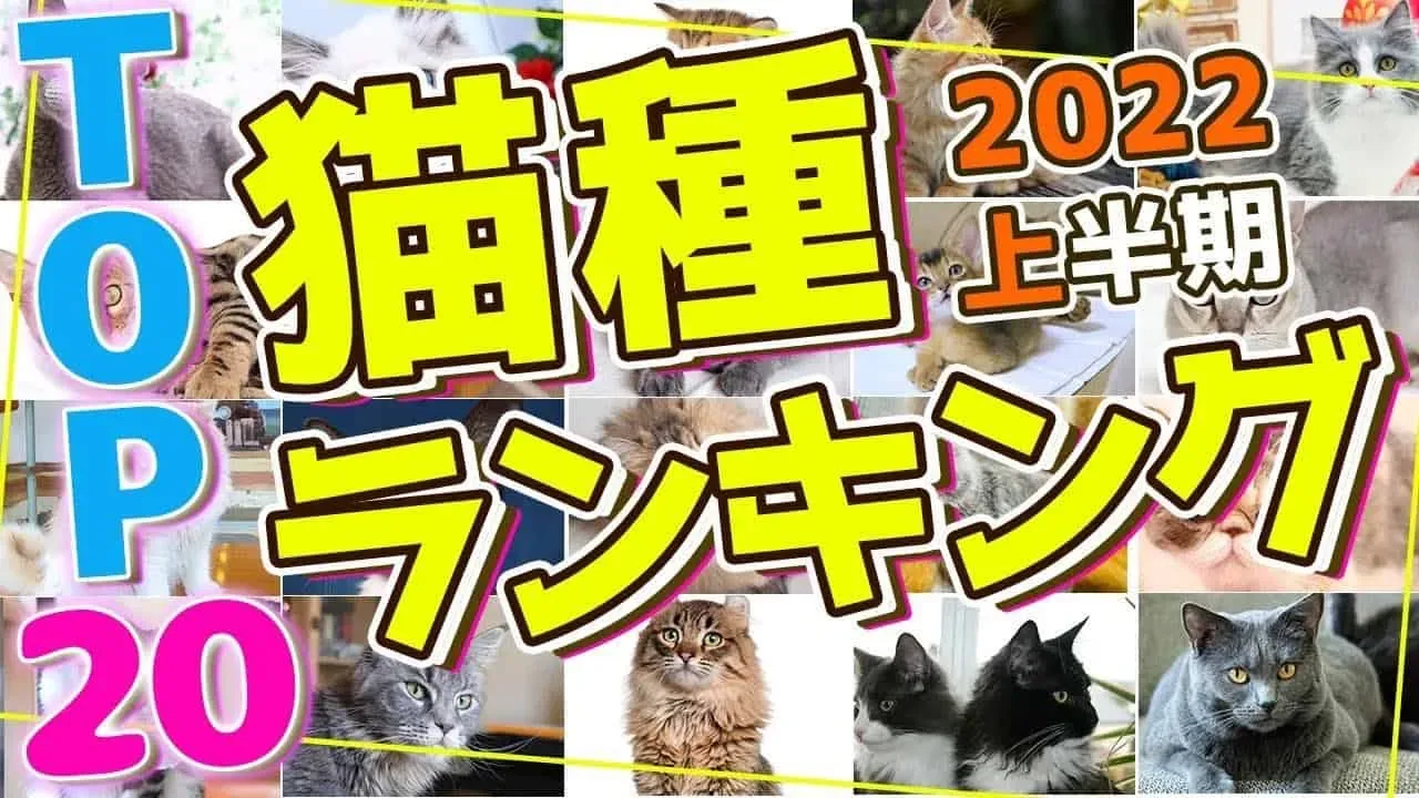 猫ブリーダーランキングが気になるあなたへ