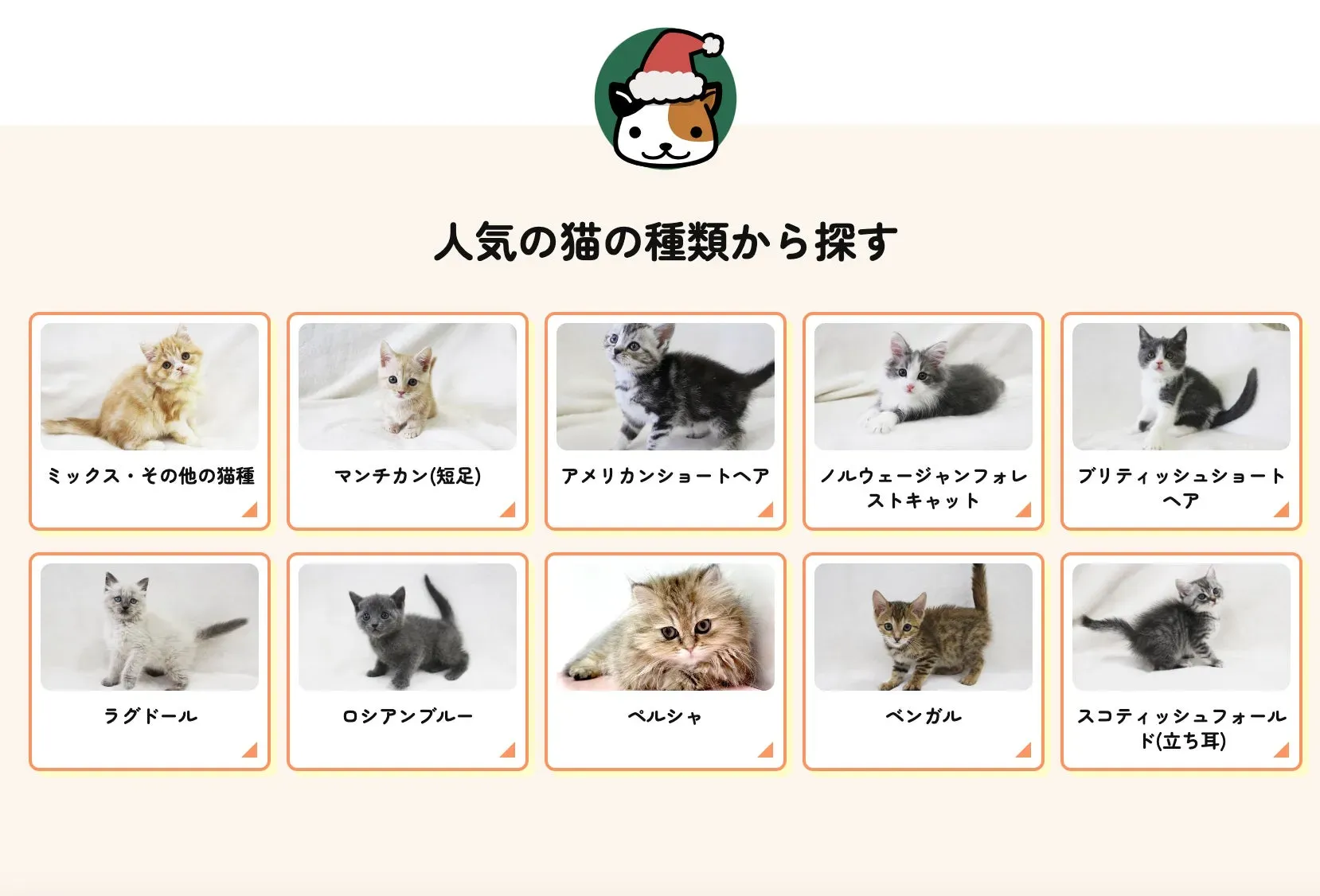 猫ブリーダーランキング以外のチェックポイントとよくある疑問