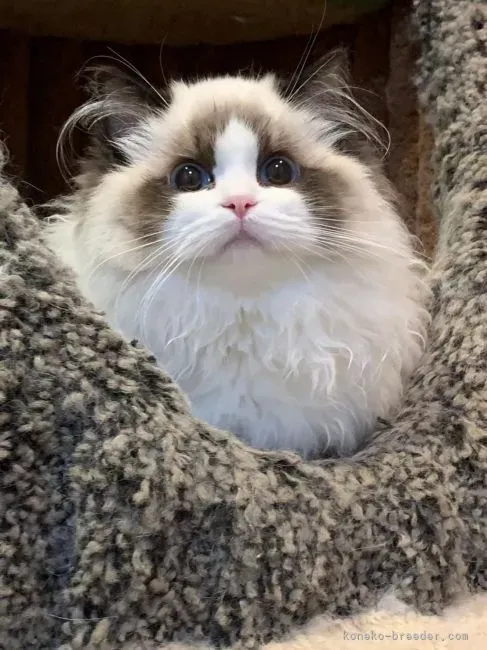 猫ブリーダー三重で運命の子猫と出会うためのステップ