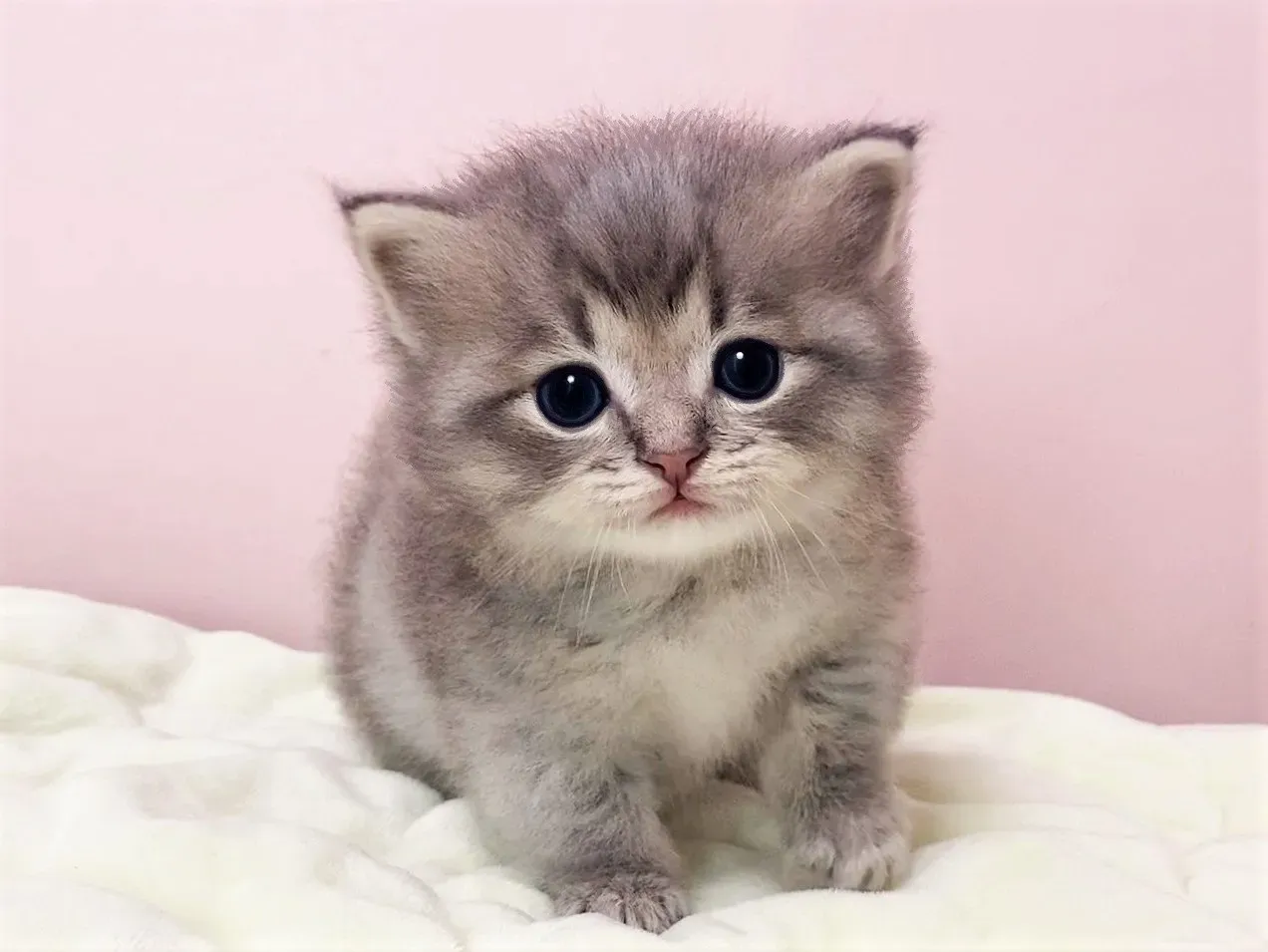 猫ブリーダー松戸を訪問する前に知っておくべきこと