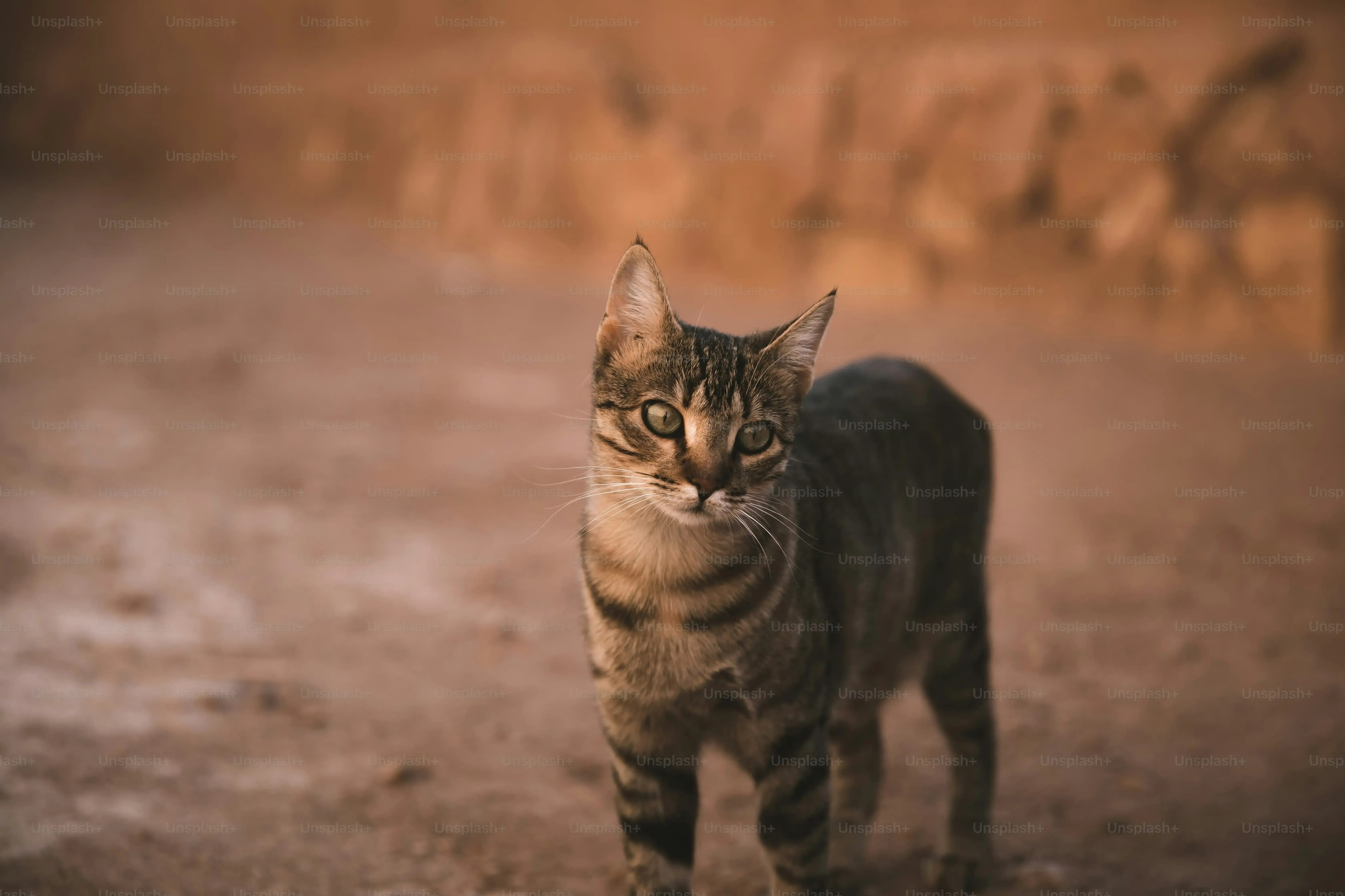 猫ブリーダー検索で見学時にチェックすべきポイント