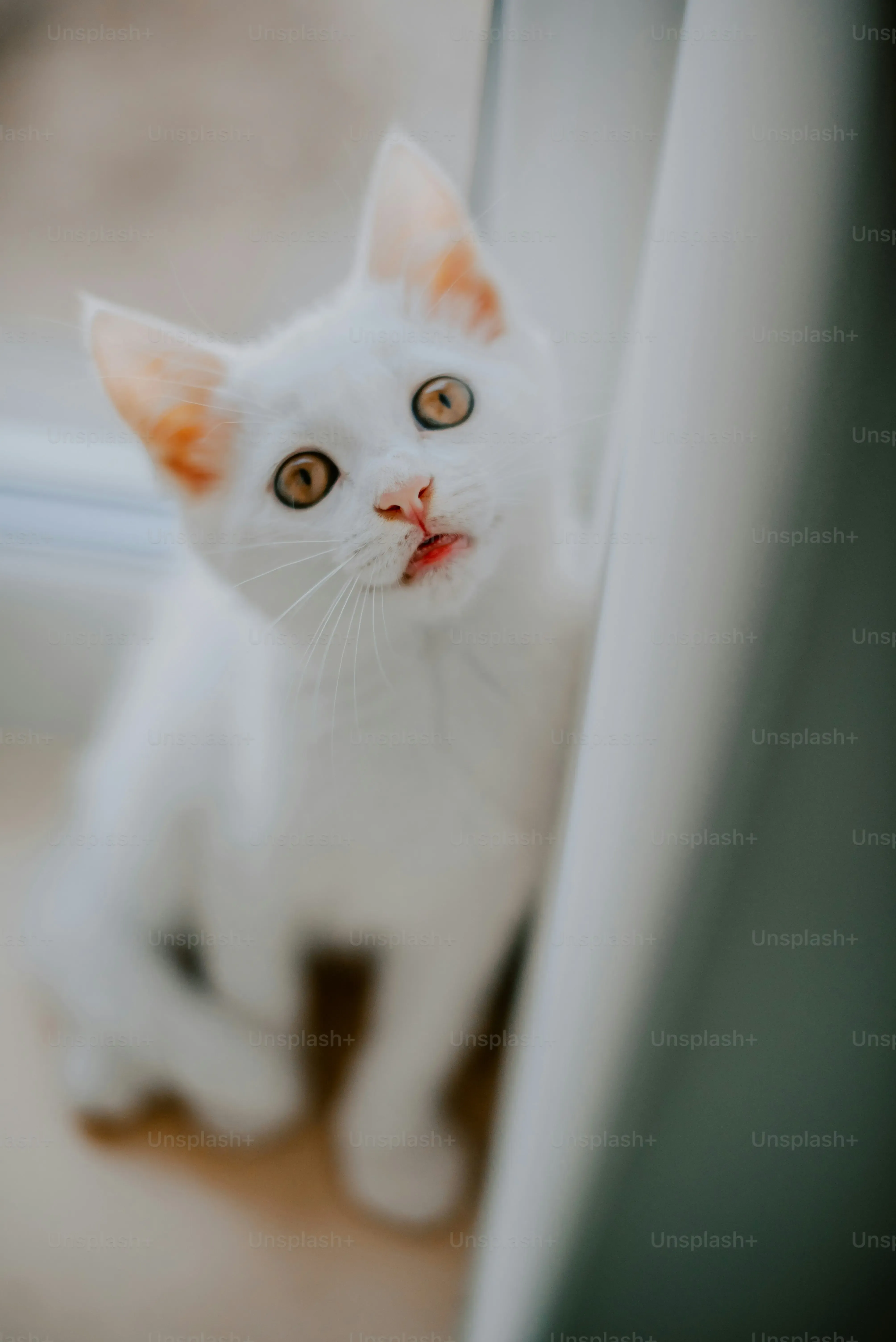 猫ブルーレットを使う前に知っておきたいリスクと注意点